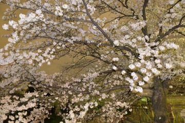 Obraz na płótnie Canvas 夜桜