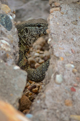 rock monitor