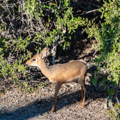 A Kirks Dik Dik -Madoqua kirkii- hiding in the bushes of Etosha National Park, Namibia. Dik Diks are small antelopes living in South West Africa.