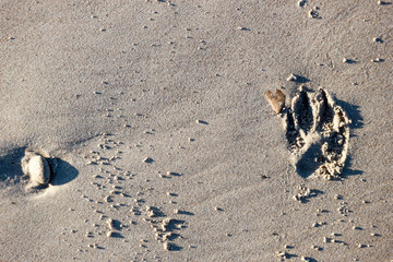 Dog footprint in the beach sand