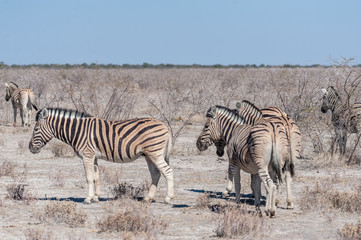Obraz na płótnie Canvas A group of Burchell's Plains zebra -Equus quagga burchelli- standing close to each other on the plains of Etosha National Park, Namibia.