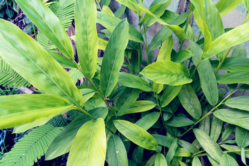 Green galangal leaves pattern