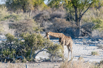 An Angolan Giraffe - Giraffa giraffa angolensis- Eating from trees in Etosha National Park, Namibia.