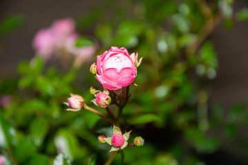 pink rose in the garden