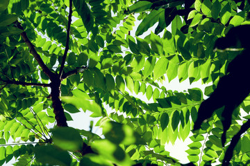 Fototapeta na wymiar Green leaves pattern,star gooseberry tree in garden,Phyllanthus acidus