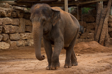 Fototapeta premium elephant standing on sandy surface in reserve