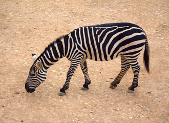 Fototapeta na wymiar zebra grazing on sandy surface in reserve