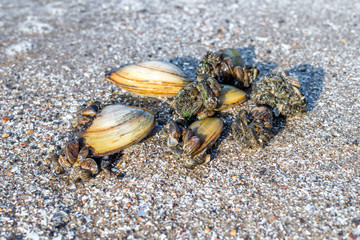 Large and small river shells in the sand on the beach. Close-up of breeding shells on the beach. Baby shells glued to big moms grow to be separated. Living marine organisms in the water