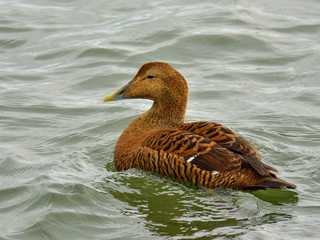 Female of the common eider (Somateria mollissima) in breeding plumage