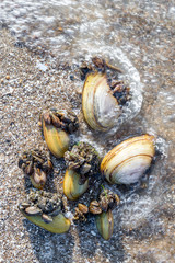 Large and small river shells in the sand on the beach. Close-up of breeding shells on the beach. Baby shells glued to big moms grow to be separated. Living marine organisms in the water