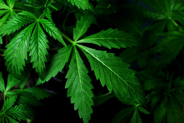 Leaves marijuana  on dark background, Beautiful medicinal  cannabis  background, indoor cultivation