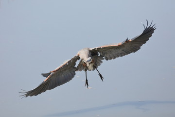 Great Blue Heron in flight