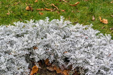 Plant Silver Cineraria plant or Senecio