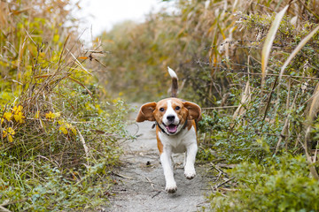 Dog Beagle running and jumping through yellow grass in a forest