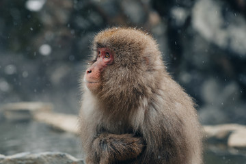 Snow Monkey Macaque in Nagano Japan