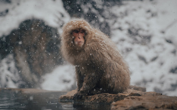 Snow Monkey Macaque in Nagano Japan