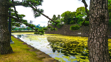 bridge in the park japan