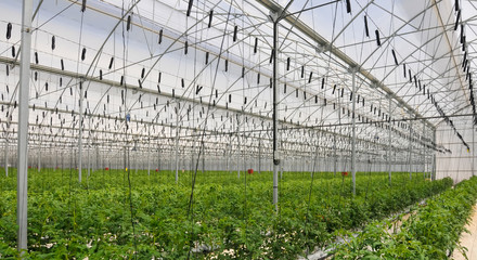 interior de invernadero de hidroponia industrial grande 