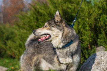 Portrait of a Husky with amputated paw in the park.