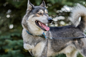 Portrait of a Husky with amputated paw in the park.