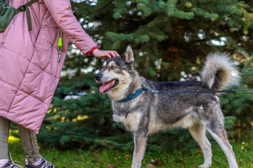 Portrait of a Husky with amputated paw in the park.