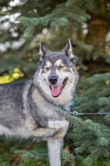 Portrait of a Husky with amputated paw in the park.