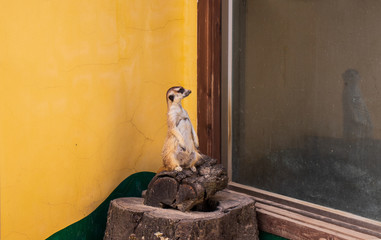The meerkat act as a guard for the rest of the group.