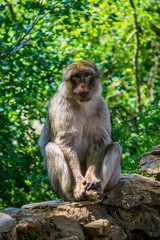 Naklejka na ściany i meble Macaque de Barbarie ou Magot.