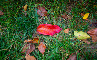 Red leaf on green grass 