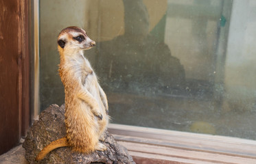 The meerkat act as a guard for the rest of the group.