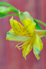 Yellow lily in full bloom