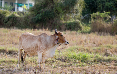 Cows are living alone in the fields.