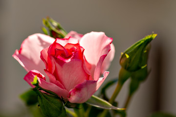 Pink vine roses in full bloom in garden