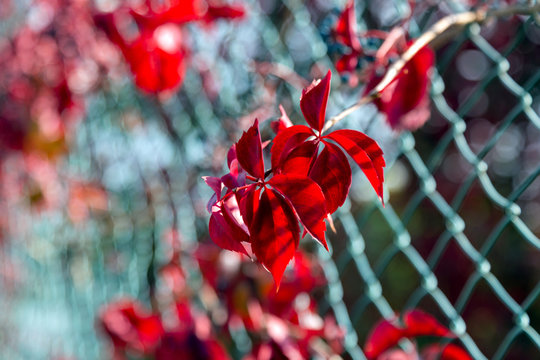 Red Leaf Creeper in the green metal chain link fence