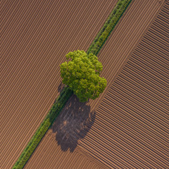 A single tree in the middle of fields. Aerial view showing GPS system used in agriculture
