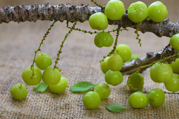 Malay gooseberry or star gooseberry edible small berries in the phyllanthaceae family on burlap background
