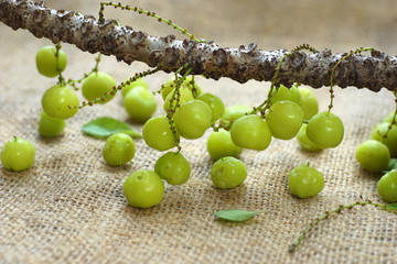 Malay gooseberry or star gooseberry edible small berries in the phyllanthaceae family on burlap background