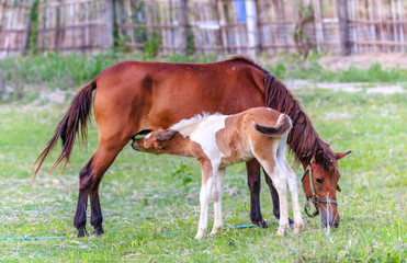 Naklejka na ściany i meble The male horse is eating milk from the mother.