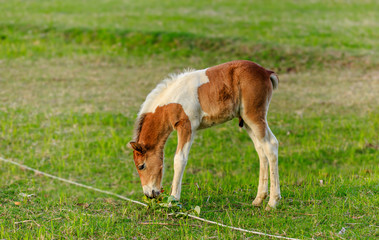 Naklejka na ściany i meble The baby male horse is smelling something.(Foal)