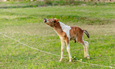 The baby male horse is smelling something.(Foal)