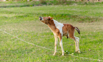 Naklejka na ściany i meble The baby male horse is smelling something.(Foal)