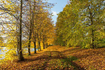 Country track through an autumn forest