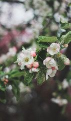 Apple blossoms