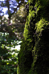 Obraz premium moss tree