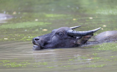 Buffalo is enjoying the water.