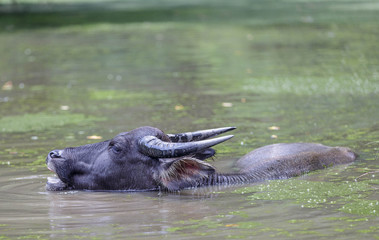 Buffalo is enjoying the water.