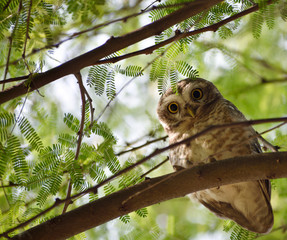 owl on a branch