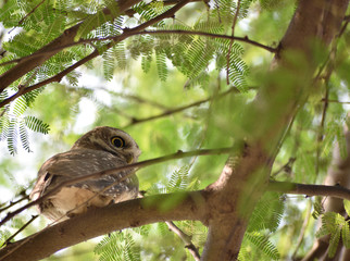 spotted owlet resting on a tree branch