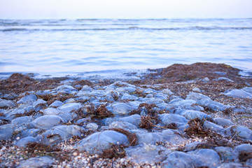 Lots of jellyfish © deviddo