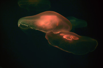 Flocks of jellyfish swim in the water